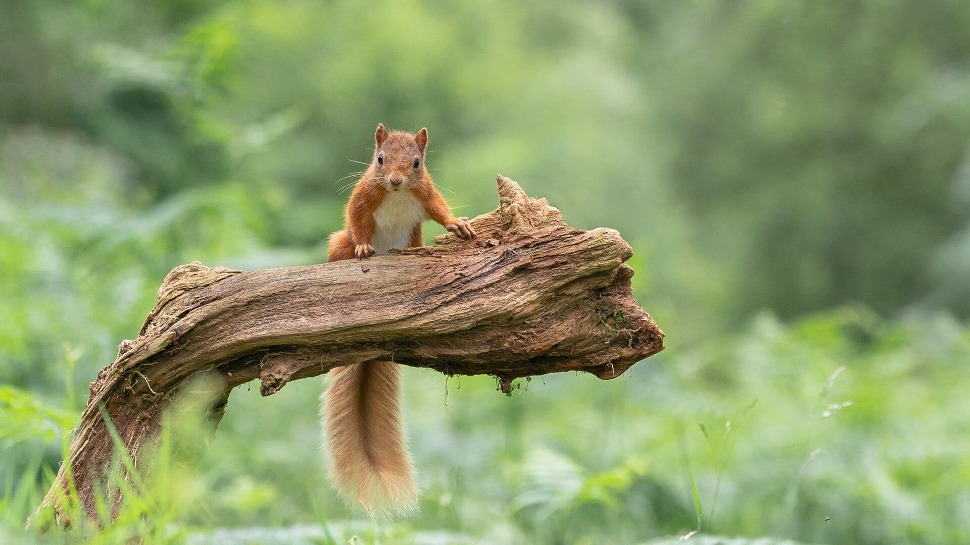 “未来之星”青少年篮球科技创新奖在北京隆重颁发,鼓励科技引领行业发展