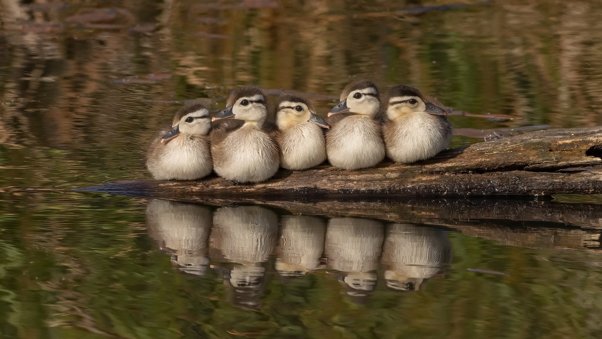 德甲多队采用高线逼抢战略，追求控球领先，德甲高胜率初盘组合