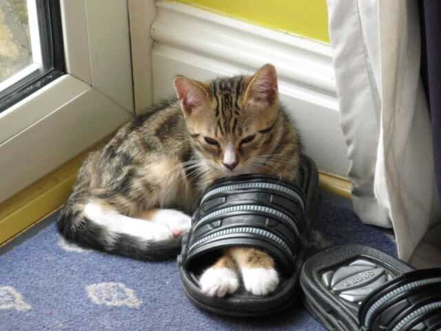 Kaiyun APP-特色迷你足球联赛，锻炼少年成长的舞台，迷你足球门