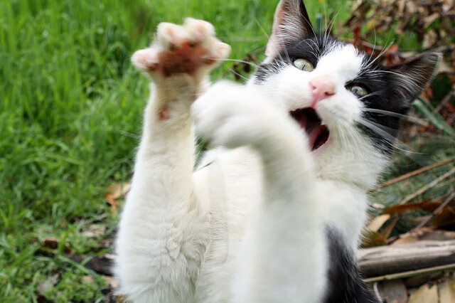 球员成名记：本赛季的爆发之星，球星成长礼包是啥