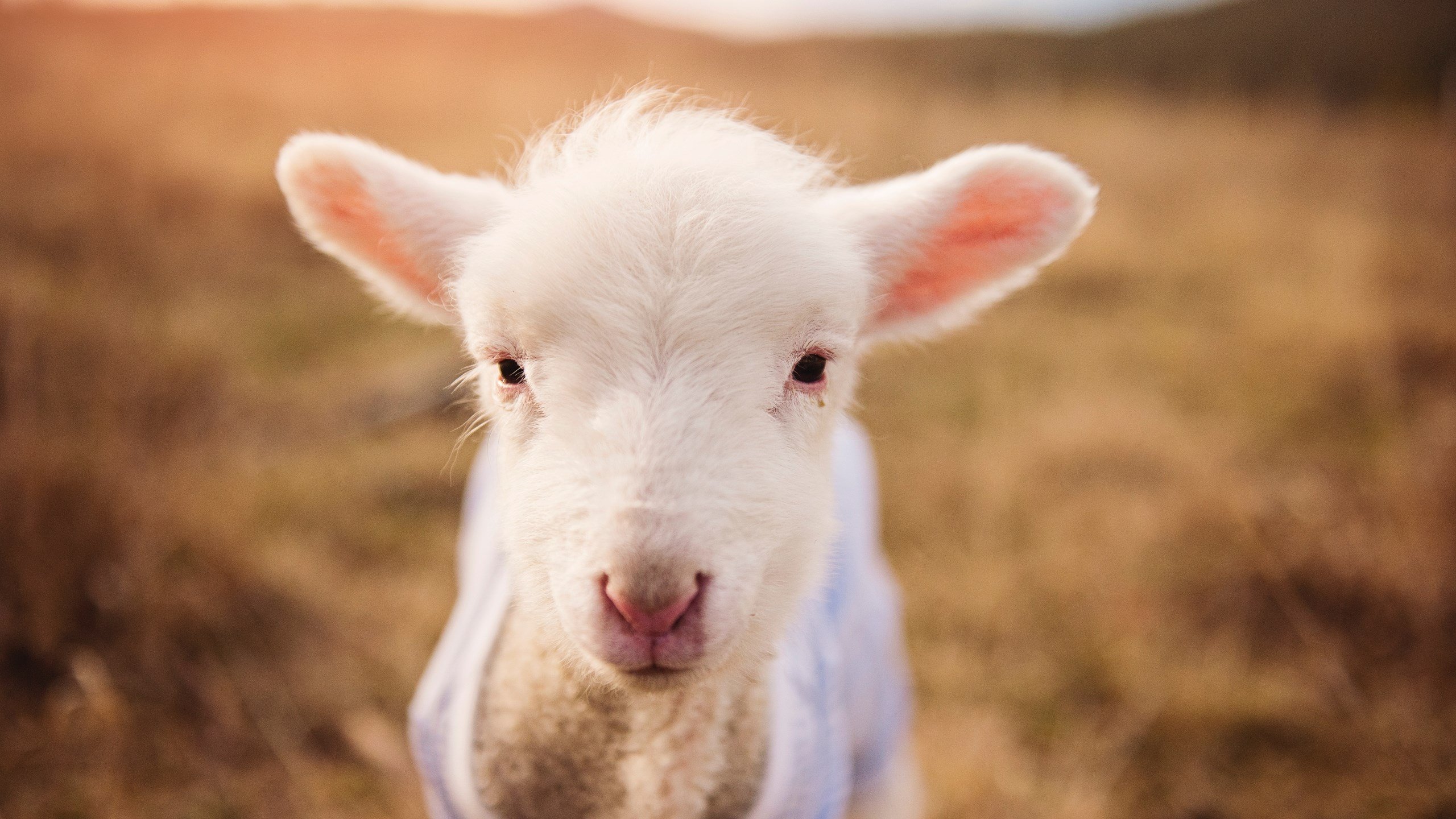 开云·体育官网-西班牙马术协会与国际马术联合会合作，举办国际马术交流活动，促进技术交流。