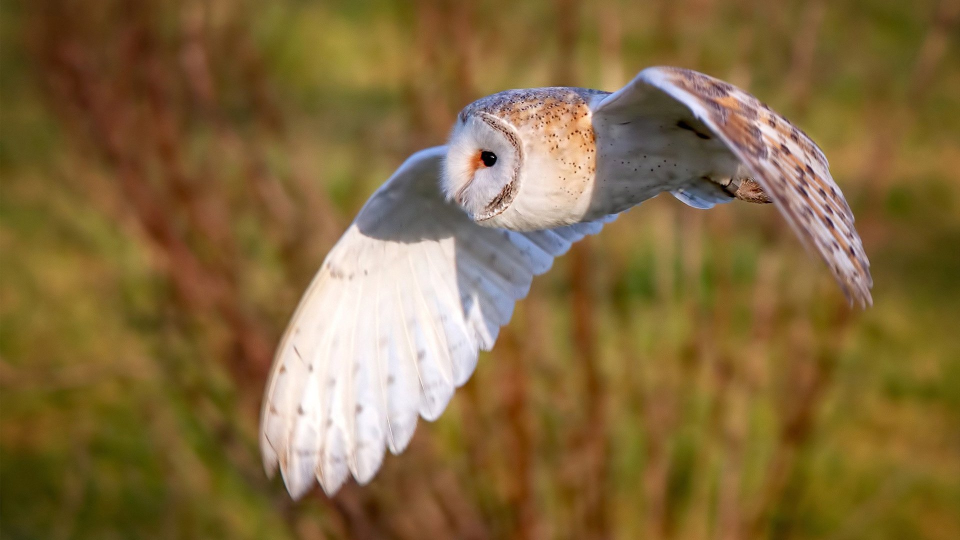 逆转经典:那些堪称奇迹的逆转时刻,逆转简介