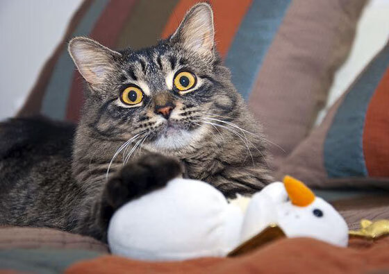 CBA联赛比赛录像分析技术应用,cba录像2021