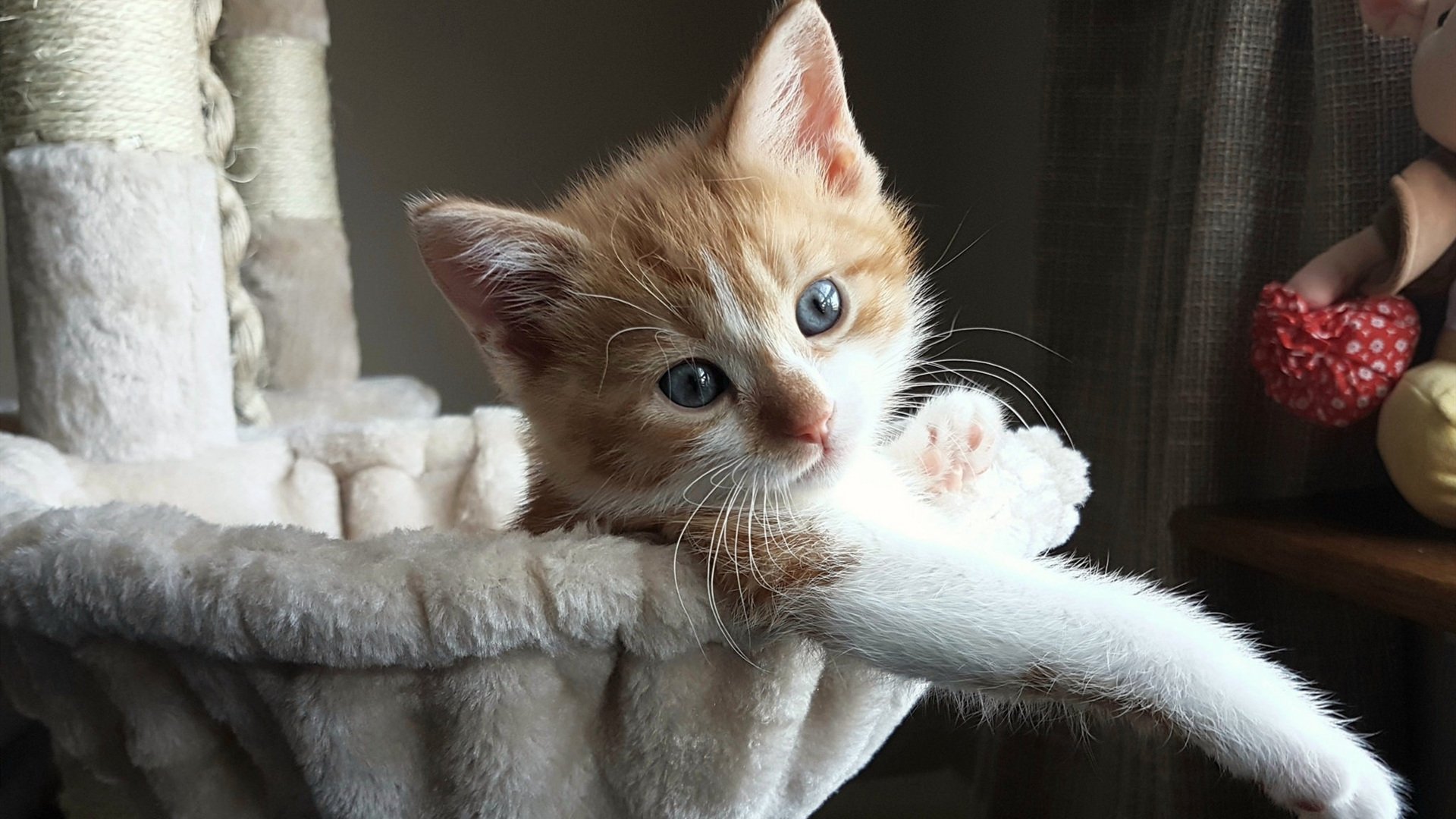 OG·阿努诺比在NBA常规赛中贡献稳定,阿努诺比数据