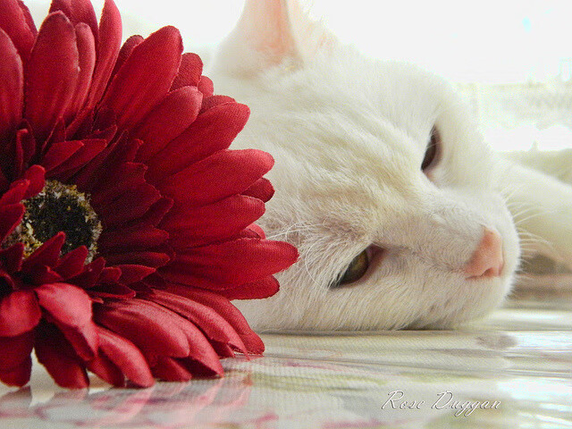 伊朗篮球新星迅速崛起,伊朗篮球队名单