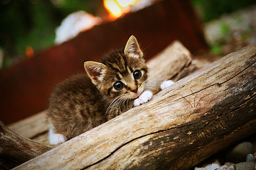 KAIYUNAPP-切尔西主场小胜莱斯特城，继续追赶榜首，切尔西对莱斯特