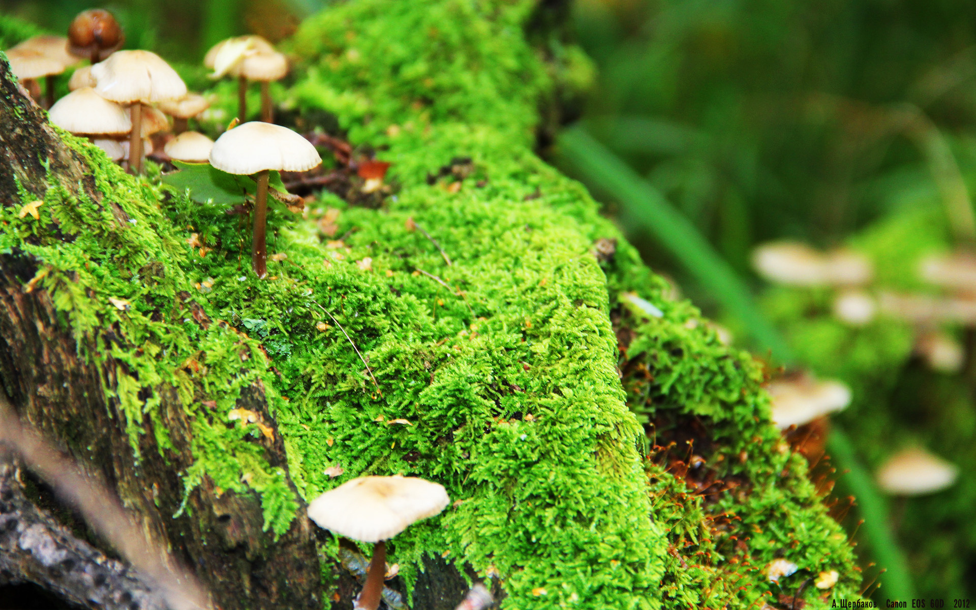 切尔西签下超级射手,引发英超球队恐慌,切尔西在英超的实力
