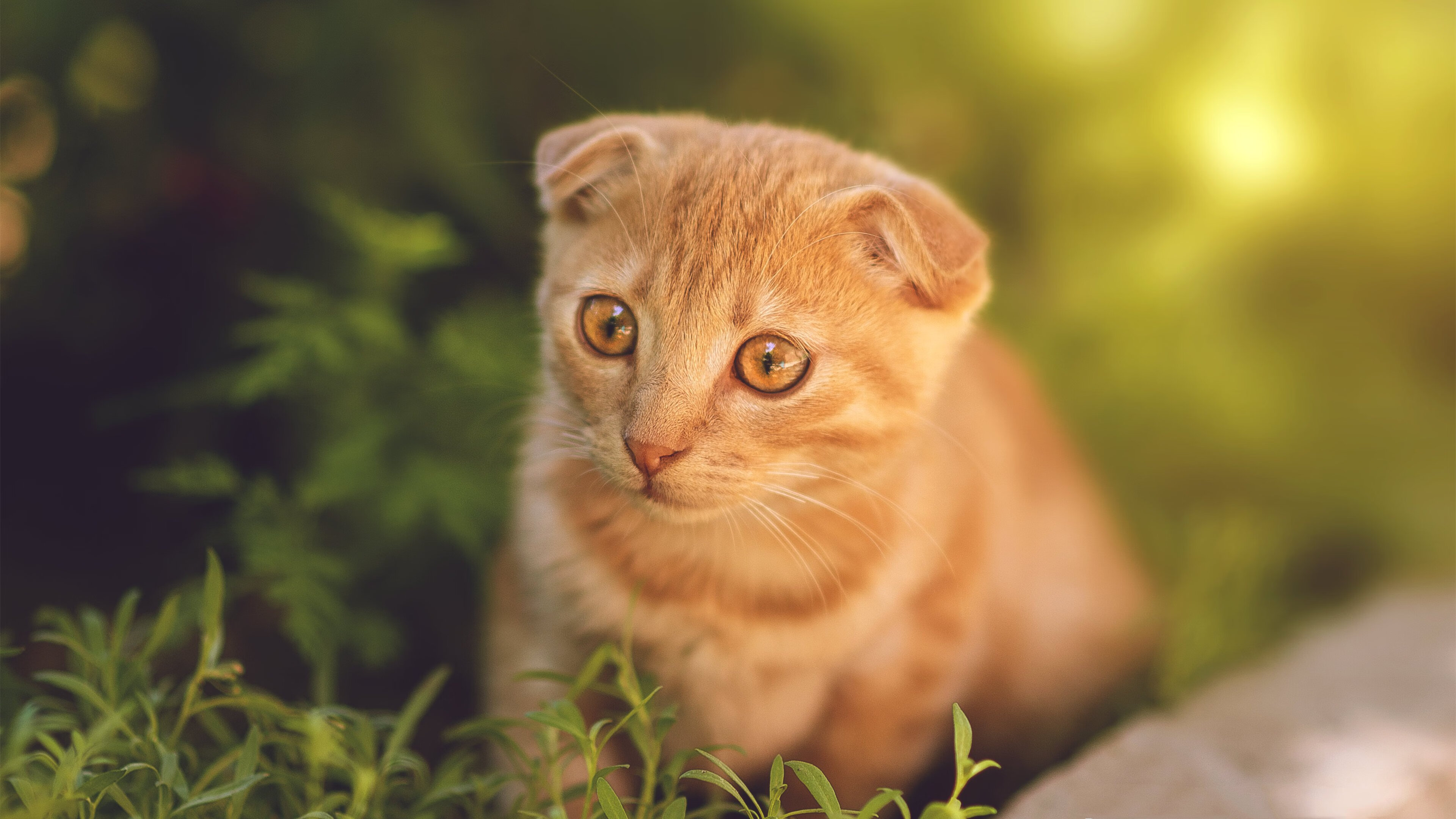 卫冕冠军兰斯遭遇挑战,客场难求一胜,兰斯百科